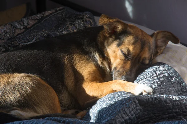 Dog, home to one. Sleeping on the master bed. mongrel dog