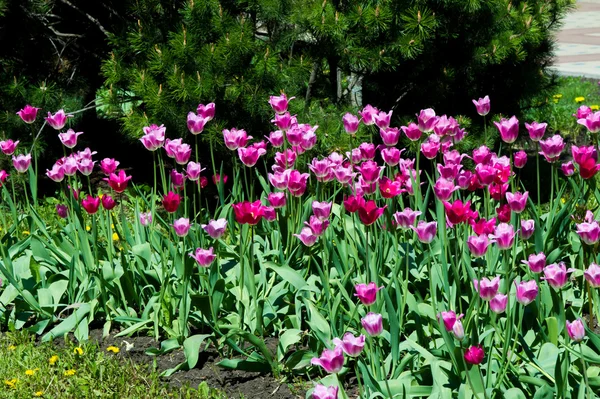 Tulipanes Una Bulbosa Planta Floreciente Primavera Familia Los Lirios Con — Foto de Stock