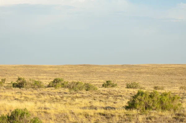 Steppe Sommer Zentralasien Kasachstan — Stockfoto