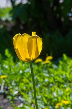 Lale. Soğanlı bir bahar-çiçekli bitki lily ailesinin Kupası şeklindeki cesaretle renkli çiçekli. Çiçek Lale arka plan. Harika bir manzara Lale güneş ışığı manzara baharın ortasında altında.