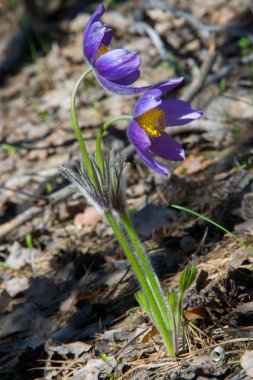 pasque çiçek, Pulsatilla patens. Pasque çiçek (Pulsatilla patens) ile çim sahada. pasque çiçek.