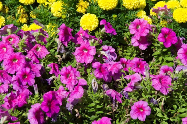 Tagetes Petunia Petunia Atkinsiana Flower Beds — Stock Photo, Image