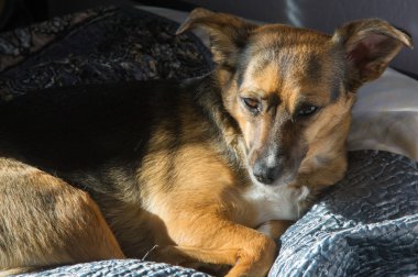Köpek, ev sahipliği. Ana yatakta uyuyor. melez köpek
