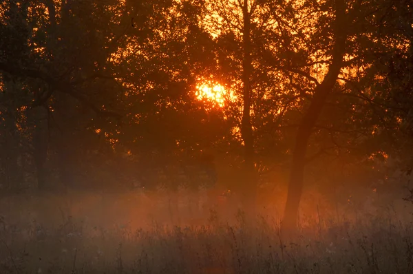 Осінній Ліс Туман Ранок Вечір Яскраво Жовте Сонце Рідко Красива — стокове фото