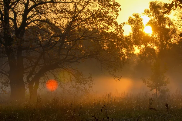 Bosque Otoño Niebla Mañana Tarde Sol Amarillo Brillante Rara Hermosa — Foto de Stock