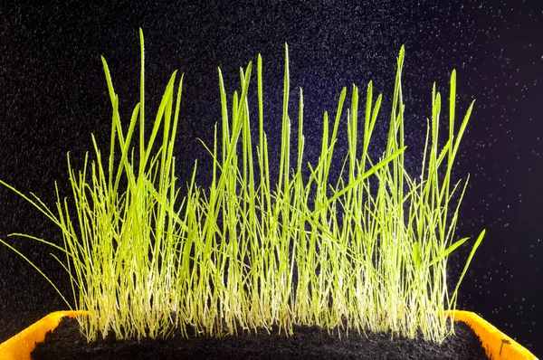 Молодая трава на черном фоне. текстура зеленая. изолированные — стоковое фото