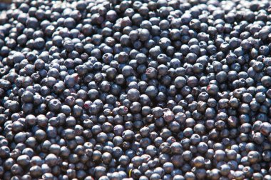 Çalı b yenilebilir meyve ile türdür: Vaccinium myrtillus