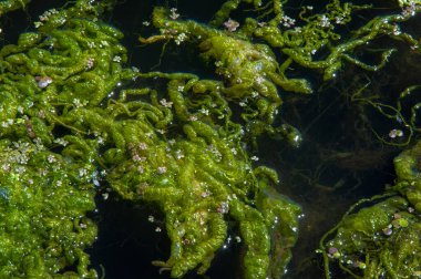 Doğal toksin üretimi yoluyla diğer organizmalar üzerinde olumsuz etkilere yol açan, Zararlı alg tomurcuğu (NAV), genellikle büyük ölçekli ölümlerle ilişkilendirilir.