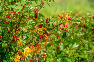 Yaz fotoğrafı: Gül kalçası ya da gül kalçası, tüm dünyada güllerin nazik iyileştirme özellikleri bir eczacının doğal ofisine katkıda bulunur.