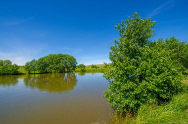 Yaz manzarası, bunaltıcı yaz günleri, ılık suyla dolu bir göl, ılık kuzey yarımkürede yaşayan fındık ağacı. Çalılar