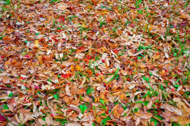 Sonbahar fotoğrafçılığı, sonbaharda yapraklar, yılın bu zamanında ağaçlar turuncu, kırmızı ve bakır çiçeklerden koparak canlanıyor.