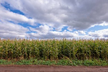  Büyük taneler ya da çekirdekler üreten bir Kuzey Amerika tahıl bitkisi mısır koçanı üzerine dizilmiş. Birçok çeşidi, hem insan hem de çiftlik hayvanı tüketimi için son derece değerli sayısız ürün sunuyor..