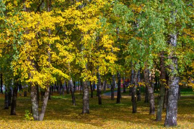 Sonbahar manzarası, fotoğraftaki sonbahar çizimi, sarı bordo kırmızı yapraklar, yaz dilekçesi, neşeli resimler.