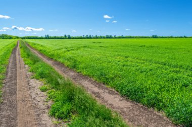 İlkbahar fotoğrafçılığı, manzara, toprak yol ya da dünyanın içinden geçtiği yol.