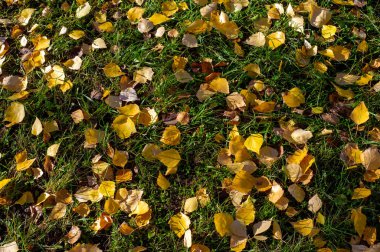 Huş ağacının renkli sonbahar yaprakları, yaprak döken, beyaz kabuklu ve kalp şeklinde yaprakları olan ağaç..