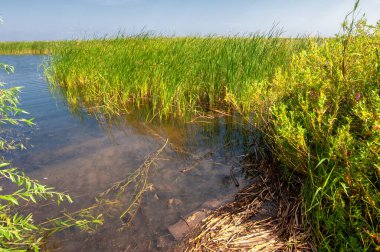 Yaz manzarası. Dünyanın Avrupa bölgesindeki bir nehir. Güneşli sıcak bir gün. Yeşil ağaçlar, çimenler. Mavi gökyüzü küçük bir bulut örtüsüyle.