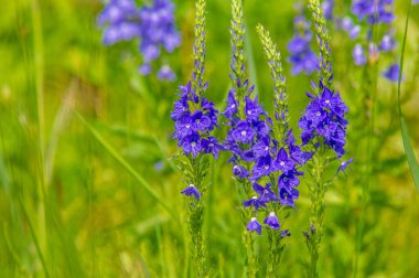 Yaz manzarası, gök gürültülü bulutlar, mavi gökyüzü, sel basmış çayır tarlaları, yaz renklerinin kokusu ve çeşitli kır çiçekleri.