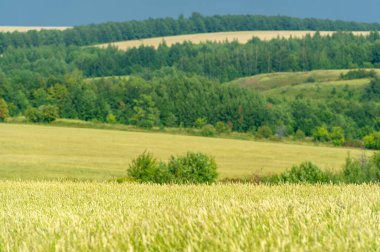 Yaz fotoğrafı. Ilıman ülkelerde yetişen ve ekmek, makarna, pasta vb. için un yapmak için kullanılan en önemli bitki olan buğday. ..