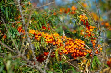 Deniz karabatağı, kalp hastalığı, deri durumu, ödem (iltihap) ve diğer hastalıkların tedavisinde kullanılır. Gıda ürünlerinde jöle, meyve suyu, safra ve sos yapımında deniz dikenli böğürtlen kullanılır.