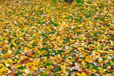 Huş ağacının renkli sonbahar yaprakları, yaprak döken, beyaz kabuklu ve kalp şeklinde yaprakları olan ağaç..