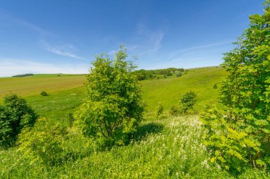 Yaz manzarası, çayır tarlaları, vadiler, çam ağaçları fındık ağacı, kır çiçekleri, dünyanın Avrupa bölgesi.