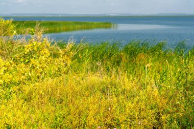 Yaz manzarası. Dünyanın Avrupa bölgesindeki bir nehir. Güneşli sıcak bir gün. Yeşil ağaçlar, çimenler. Mavi gökyüzü küçük bir bulut örtüsüyle.