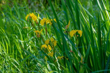 Yaz manzarası, gök gürültülü bulutlar, mavi gökyüzü, sel basmış çayır tarlaları, yaz renklerinin kokusu ve çeşitli kır çiçekleri.