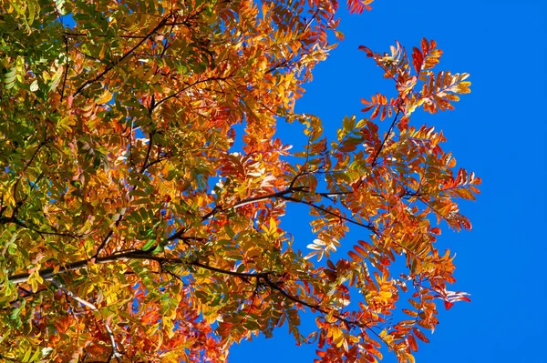 Paisaje Otoño Boceto Otoño Foto Hojas Rojas Color Burdeos Amarillo —  Fotos de Stock