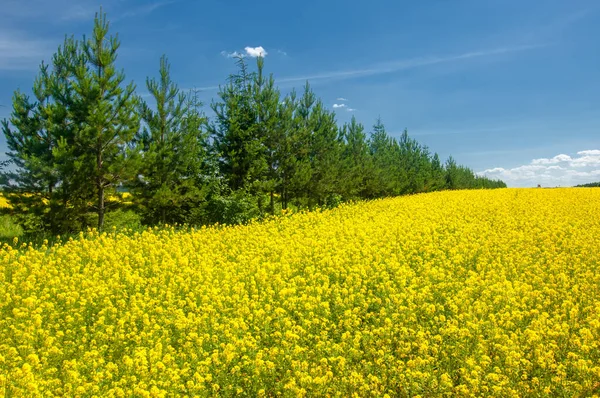 Rzepak Brassica Napus Subsp Napus Jasnożółtym Kwitnieniem Uprawiane Dzięki Bogatym — Zdjęcie stockowe