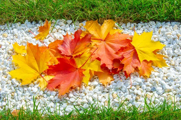 Paesaggio Autunnale Foto Schizzo Autunnale Foglie Rosse Bordeaux Gialle Petizione — Foto Stock