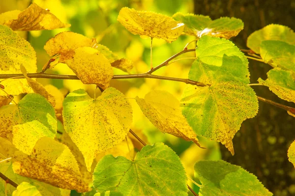 Paysage Automne Croquis Automne Sur Photo Feuilles Jaunes Bordeaux Rouges — Photo