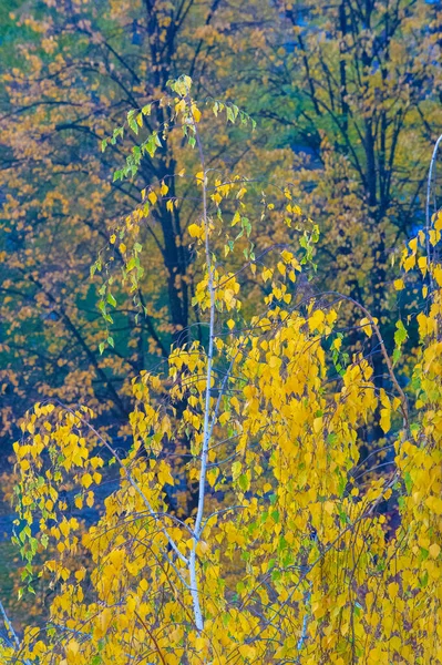 Paisaje Otoño Boceto Otoño Foto Hojas Rojas Color Burdeos Amarillo —  Fotos de Stock