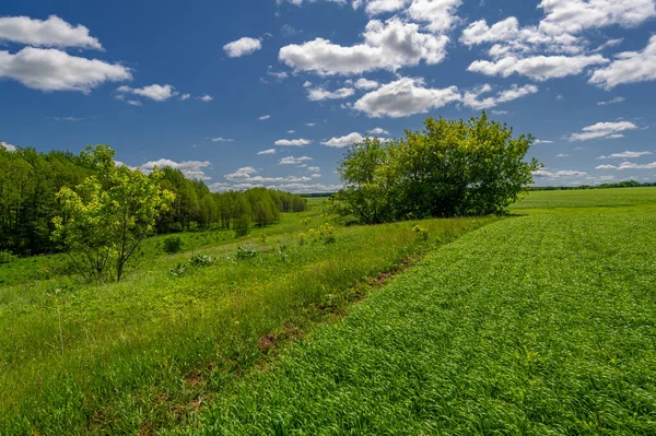 Fotografia Primaverile Giovani Germogli Cereali Maturazione Del Grano Germogli Verdi — Foto Stock