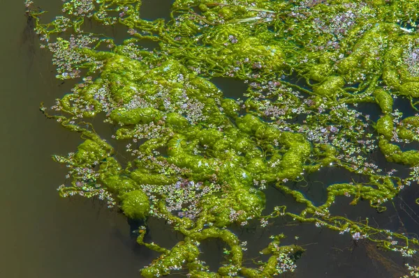 Estanque Algas Florecimiento Algas Perjudiciales Nav Floración Del Agua Que —  Fotos de Stock