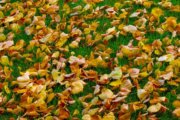 秋天的风景 照片中的秋天草图 黄色的勃艮第红叶 夏天的请愿书 欢快的照片 — 图库照片