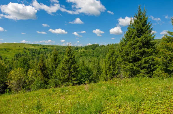 Summer Photos Knoll Hills Birch Trees Grow Slopes Mountains Winding — Stock Photo, Image