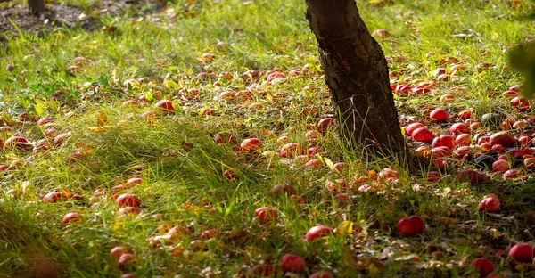 Maçãs Caem Árvore Para Chão Maçã Pomar Muitos Frutos Apodrecidos — Fotografia de Stock