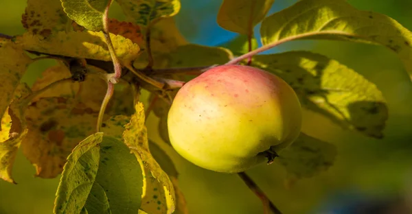 Manzana Madura Árbol Huerto Productos Alimenticios —  Fotos de Stock