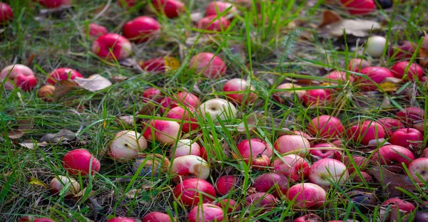 Jabłka Spadają Drzewa Ziemię Sad Jabłkowy Wiele Upadłych Gnijących Owoców — Zdjęcie stockowe