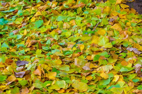 Fotografia Outono Folhas Outono Nesta Época Ano Árvores Parecem Ganhar — Fotografia de Stock