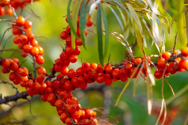 Sea Buckthorn Contains Vitamins Other Active Ingredients May Have Some — Stock Photo, Image