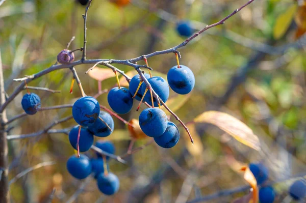 Prunus Spinosa Blackthorn Sloe Olarak Adlandırılır Konserve Yiyecekler Için Uygundur — Stok fotoğraf