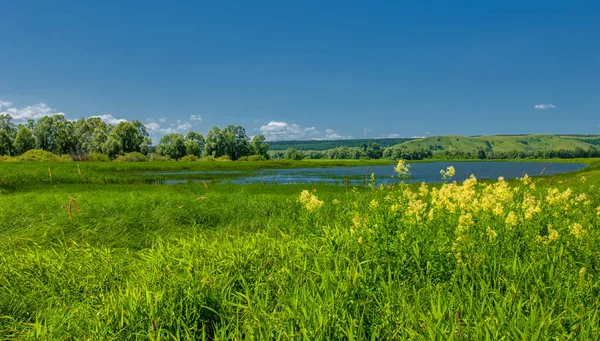 夏の風景 川の氾濫原 絵の海岸 野生の花と明るい緑の草 白い雲と青い空 夏の柔らかい暖かい日 — ストック写真
