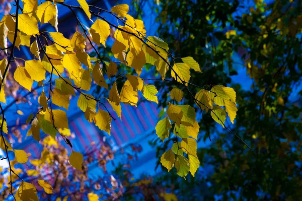 Herbstfotografie Blätter Herbst Dieser Zeit Des Jahres Scheinen Die Bäume — Stockfoto