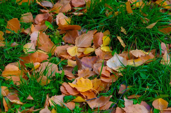 Kleurrijke Herfstbladeren Van Berken Loofbomen Met Witte Schors Hartvormige Bladeren — Stockfoto