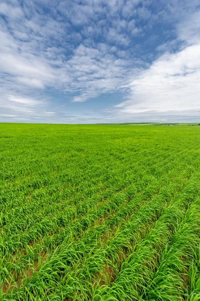 春光摄影 风景多云 含氮肥 谷类的小麦 以及可用来配制白粉的谷类 — 图库照片