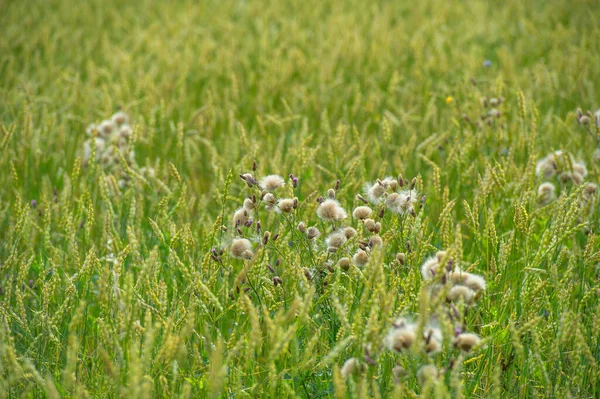 Letní Fotka Pšenice Obilná Rostlina Která Nejdůležitější Druh Pěstované Mírných — Stock fotografie