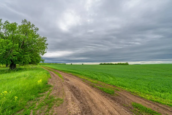 Spring Photography Rural Landscape Dirt Road Young Wheat Fields Wide — Stock Photo, Image