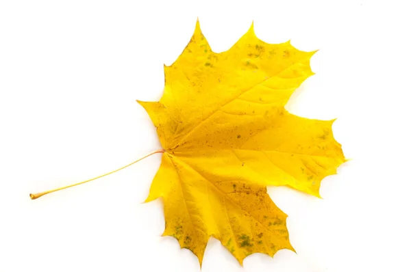 秋のカエデの葉は 茎や茎に直接取り付けるブレードに似た より高い植物の平らな構造です 葉は光合成と蒸散の主器官です — ストック写真