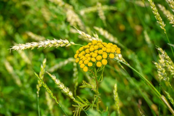 Zomer Foto Tarwe Een Graanplant Die Belangrijkste Soort Die Wordt — Stockfoto